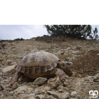 گونه لاکپشت آسیایی Russian Turtle